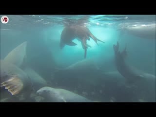 Antarctic wildlife crabeater