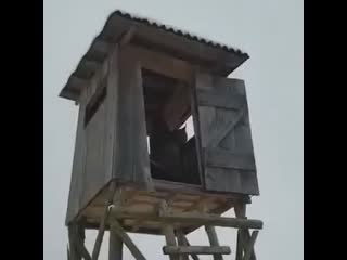 Вышка занята)