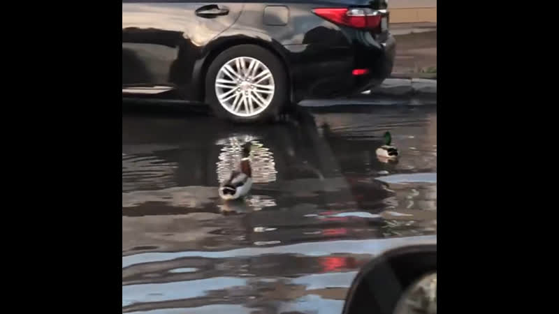 Гуляют уточки