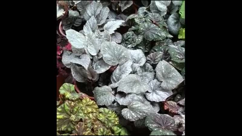 Бегония рекс avi avi