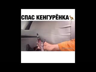 Спас кенгуренка