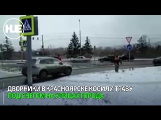 В красноярске дворники косили траву под снегом на улицах города