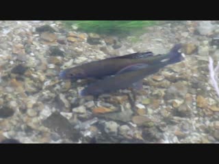 Spawning frome grayling march