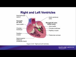 21 anatomy sec ii thorax adult heart