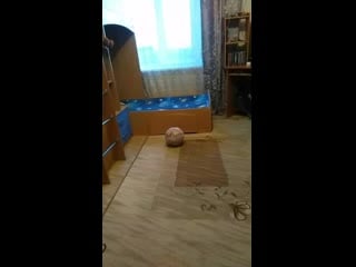 Vid 20200506 202207 mp4