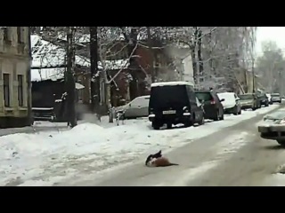 Кошачья разборка на дороге(с) видеожесть