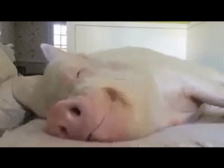 Хрюша уже не тот в красноярске