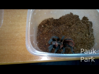 And br albopilosum