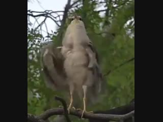 Видео от тараны султановой