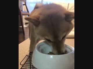 When the excitement for food just can’t be contained