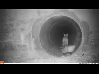 Cоyоtе and badgеr using сulvеrt undеr frееway tо gо hunt tоgеthеr