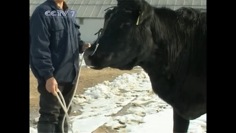 Управление кормлением стельных коров зимой 冬季妊娠母牛的饲养管理。🍃✌🏻