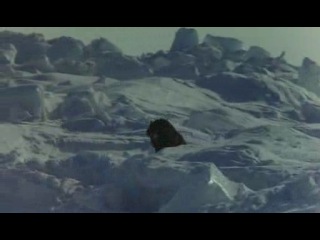 Антарктика / antarctica / south pole story / nankyoku monogatari (1983)