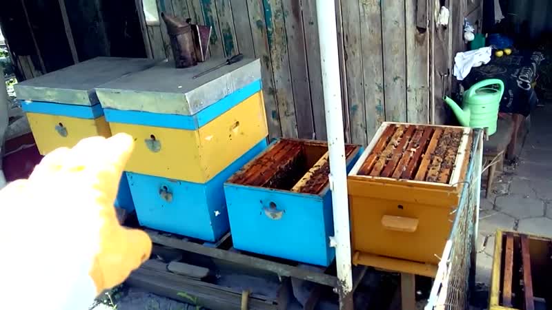 Выведение своей породы