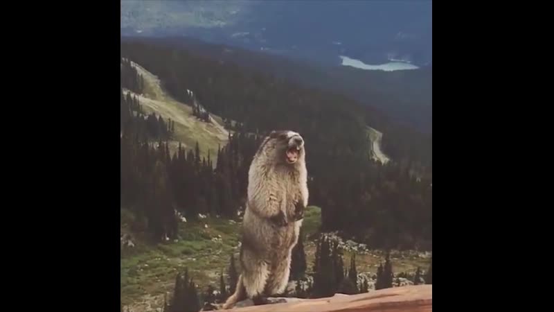 Крик 1, суслик орёт, сурок кричит ааа