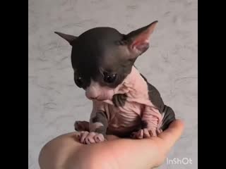 Cuteness sphynx kitten x