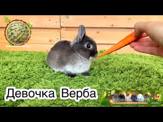 Девочка верба