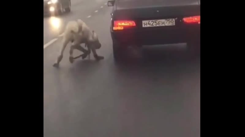 Привязал цепочкой алабая к машине