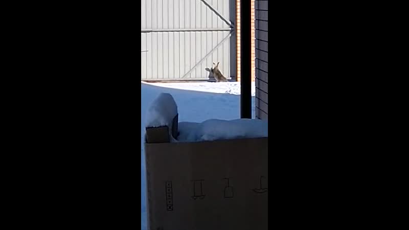 Заяц загнанный в угол чемпион по прыжкам!!! умора! супер!