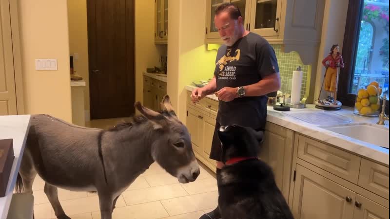 Арнольд шварценеггер и его питомцы / arnold schwarzenegger