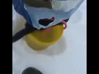 Поделился добычей mp4