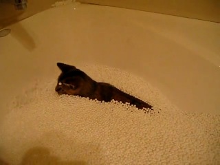 Пенополистирол нравится даже кошкам )))))))