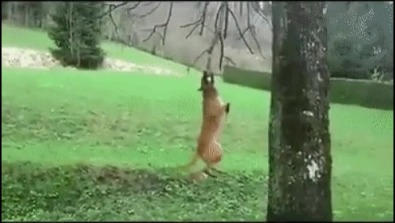 Качок ветки качает ветку