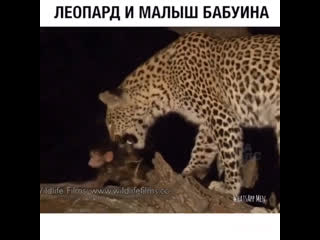 Леопард и малыш бабуина 🐒 🐆