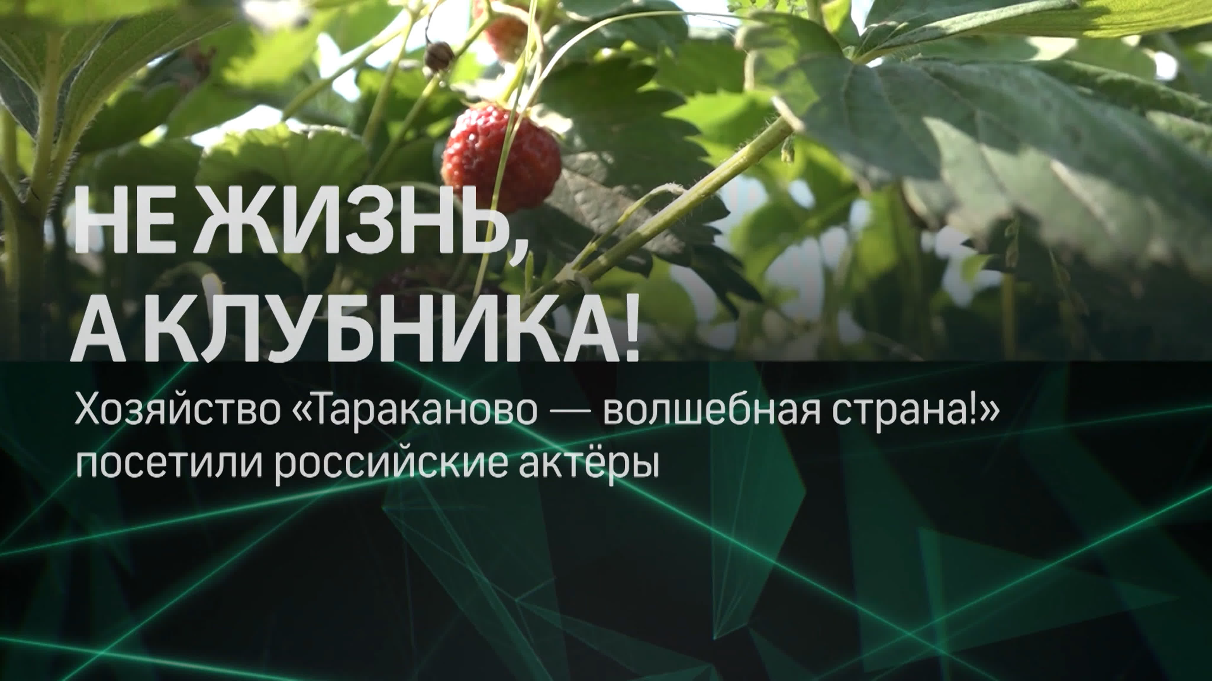 Звёзды российских сериалов собирают клубнику в тараканово