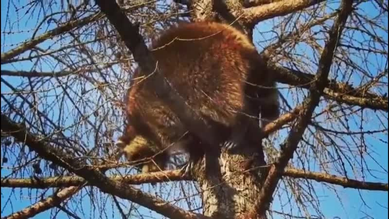 Еноты полоскуны вышли из спячки
