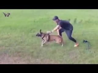 Malinois dog porn best belgian malinois attacks (2018)