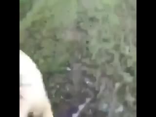 Step da hell out of ma road freakin gator