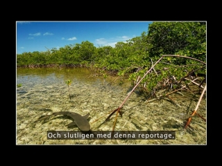 Brian skerry avslöjar oceanens under och fasor