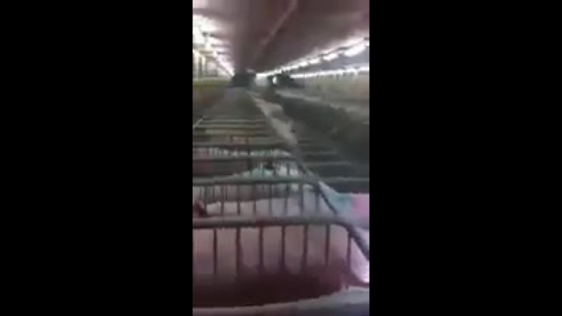 Навел тишину (огого видео)