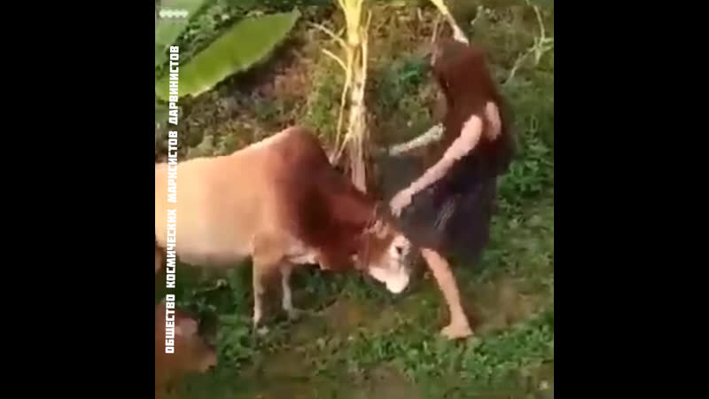 Малоизученный обряд азиатский с крупным рогатым скотом неизведанная азия