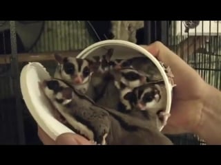 Cool whip sugar gliders