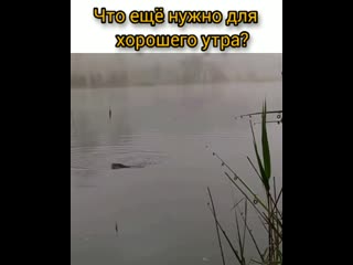 Утренняя зорька mp4