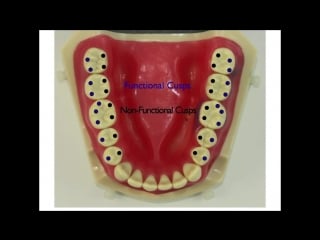 Occlusion for the dental staff