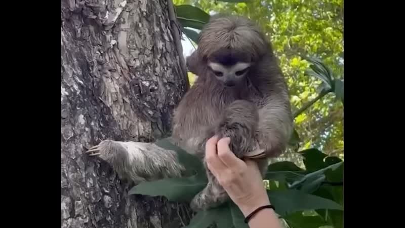 Плачущий детеныш ленивца был возвращен своей матери