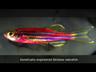 Technicolor zebrafish reveal how skin heals