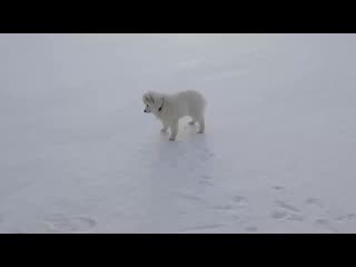 Sl mo vid 20200126 135146 mp4