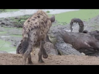 Маленький крокодил vs гиены (small crocodile vs hyenas)