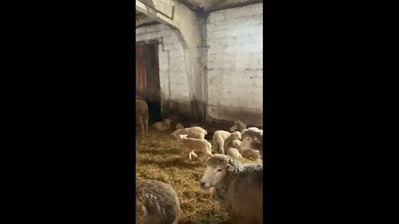 Ягнятки в моих лугах 🥰