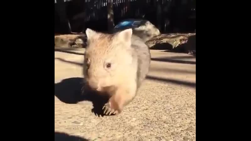 Застенчивый молодой вомбат бежит к тебе