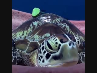 Sleepy sea turtle