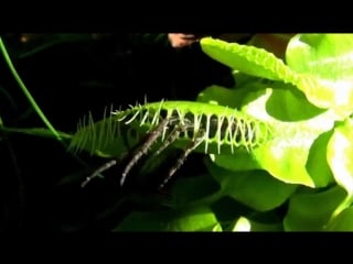 Spider vs carnivorous plant