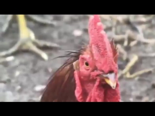 Мопс показывает скилл© видеожесть