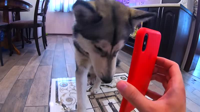 [молодые хаски и маламут рокки, майк и лекси] осторожно мило! самые умные секс в мире дрессироа хаски