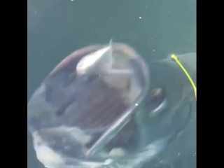 The way this tarpon grabs himself a snack