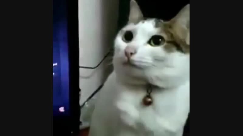 Как думаете от чего так завис кот?)